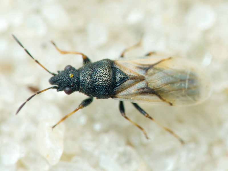 Metopoplax origani (Kolenati, 1845)